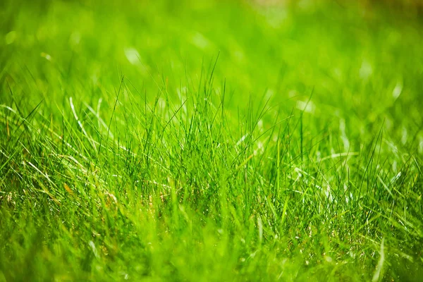 Zielona Trawa Słoneczny Dzień Zbliżenie — Zdjęcie stockowe