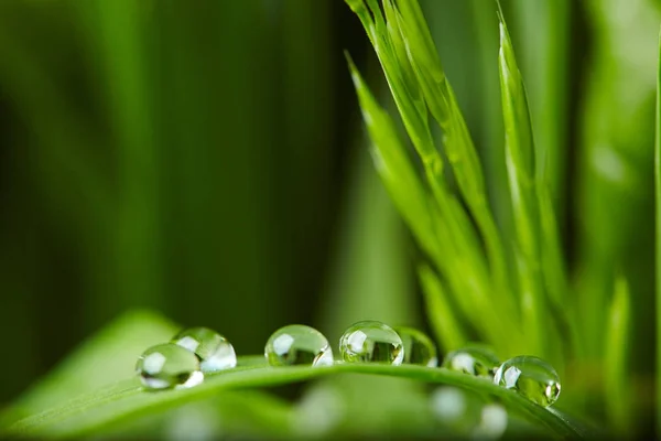Gotas Agua Sobre Hierba Verde Primer Plano —  Fotos de Stock