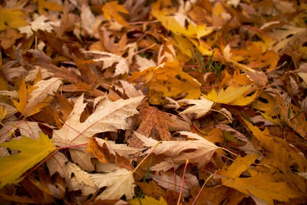 Feuilles Érable Jaune Automne Sur Sol — Photo