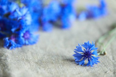 Peygamber, güzel mavi çiçekler yakın çekim