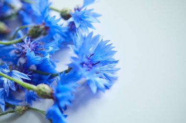 Peygamber, güzel mavi çiçekler yakın çekim