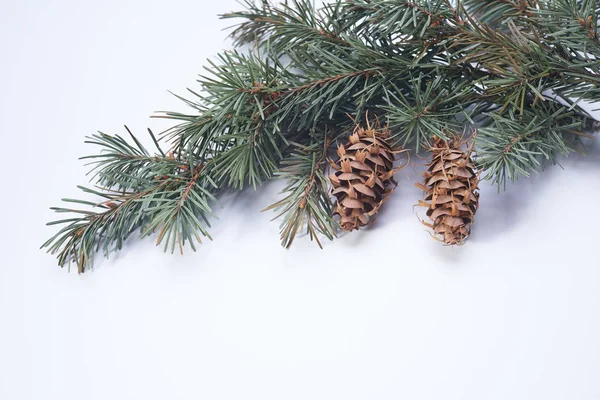 Kerstboom Tak Met Dennenappels Witte Achtergrond Rechtenvrije Stockafbeeldingen