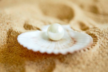 inci içinde plajda açık deniz hayvanı kabuğu