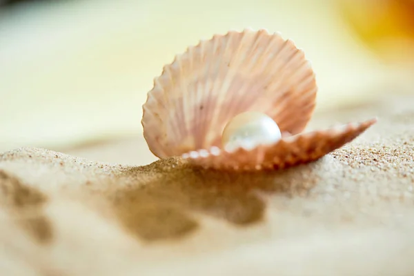 在海滩上的开口壳珍珠 — 图库照片