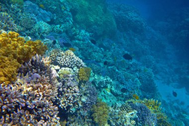 Deniz güzel tropikal mercan