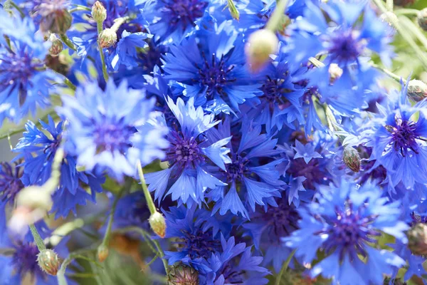 Prachtige Blauwe Bloemen Van Korenbloemen Close — Stockfoto
