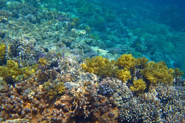 海の美しい熱帯のサンゴ礁 — ストック写真