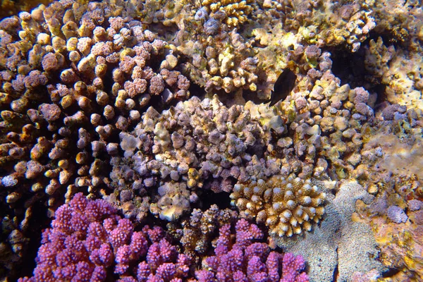 Красивый Тропический Коралловый Риф Море — стоковое фото