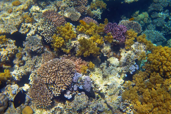 Wunderschönes Tropisches Korallenriff Meer — Stockfoto