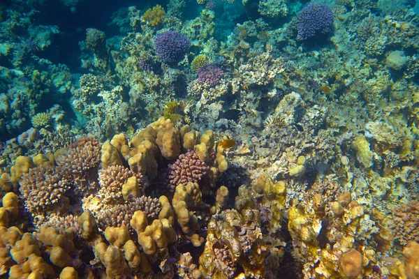 Bella Barriera Corallina Tropicale Mare — Foto Stock