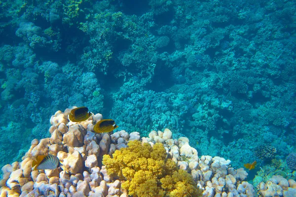 Vackra Tropiska Korallrev Havet — Stockfoto