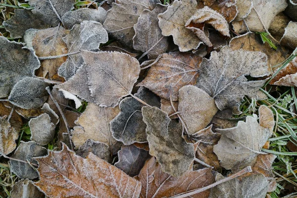 Herbstblätter Mit Raureif Bedeckt Draufsicht — Stockfoto