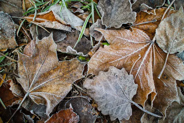 Herbstblätter Mit Raureif Bedeckt Draufsicht — Stockfoto