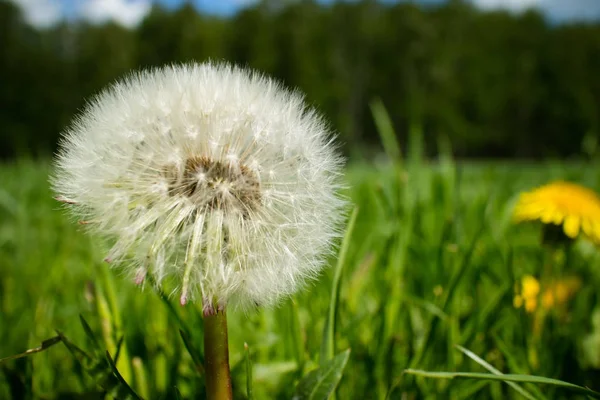 Dandelion Spring Field Sunny Day — Stock Photo, Image