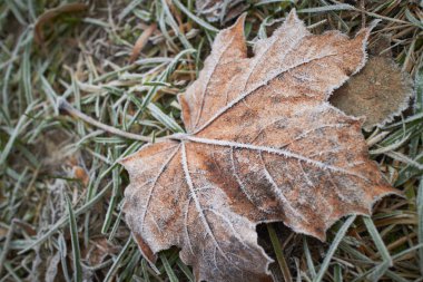 sonbahar yaprakları hoarfrost, üstten görünüm ile kaplı 
