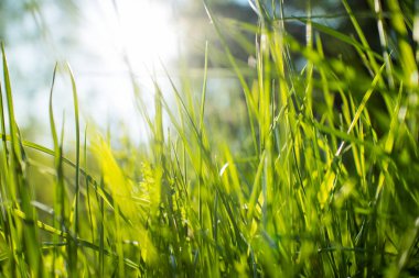 güneşli gün, yeşil çim yakın çekim 