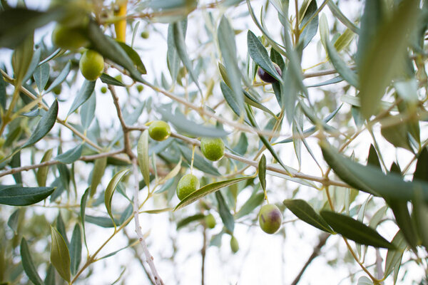 Ветви оливкового дерева с зелеными листьями
