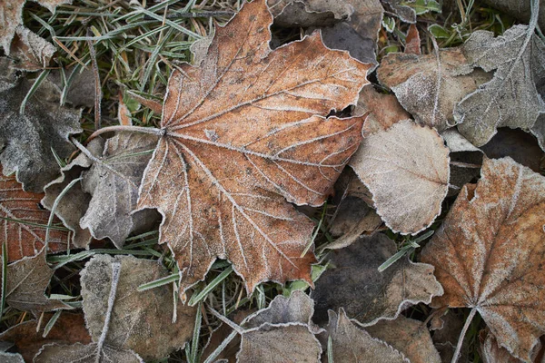 Herbstblätter Mit Raureif Bedeckt Draufsicht — Stockfoto