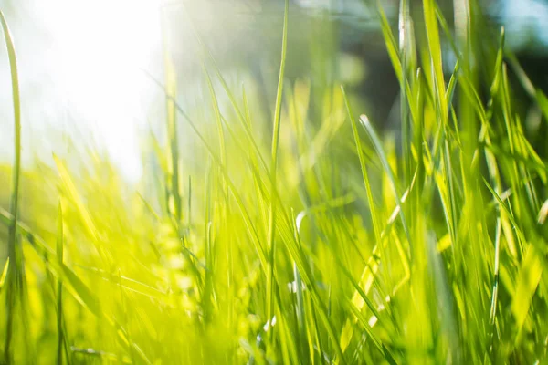 Hierba Verde Día Soleado Primer Plano —  Fotos de Stock