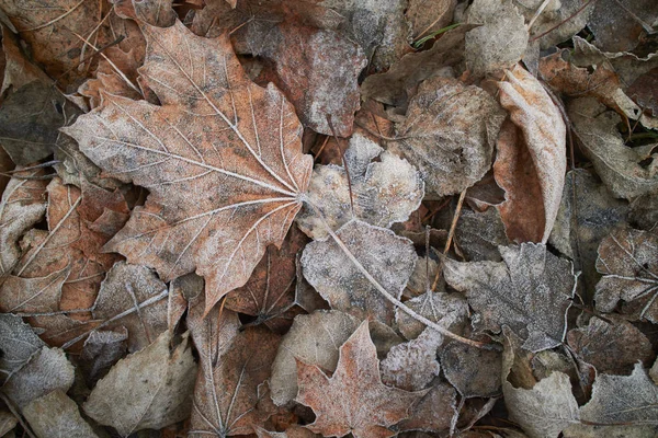 Hojas Otoño Cubiertas Escarcha Vista Superior — Foto de Stock