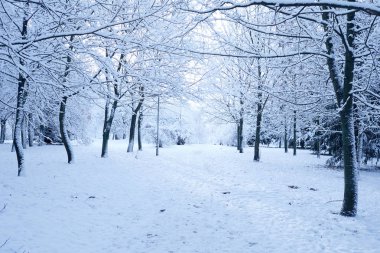 Ağaçlar güzel kış park kar ile kaplı
