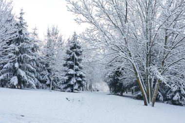 Ağaçlar güzel kış park kar ile kaplı
