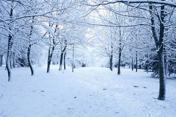 美丽的冬季公园与雪覆盖树木 — 图库照片