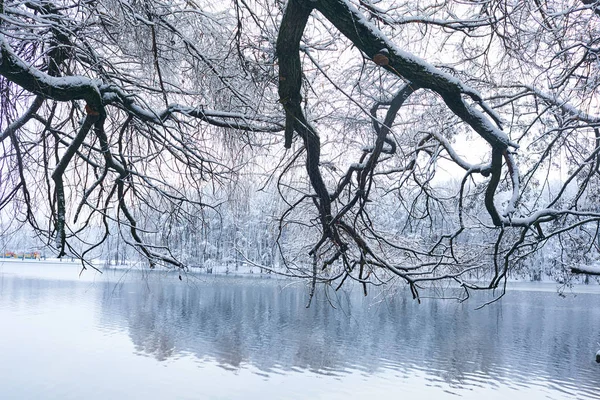 Красивий Зимовий Парк Крижаним Озером — стокове фото