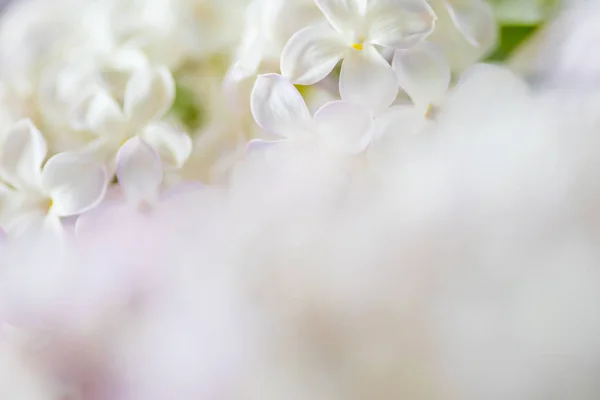 White Nice Lilac Flowers Close — Stock Photo, Image