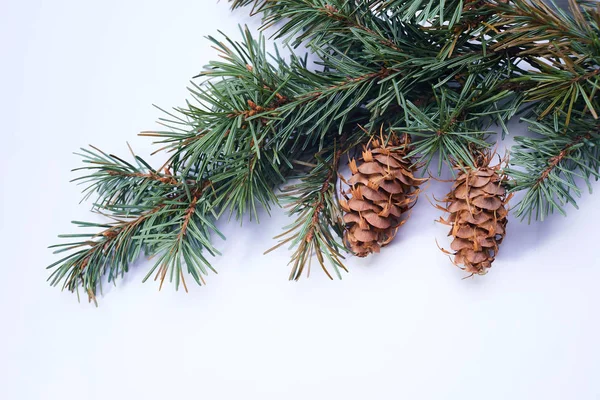 Ramo Árvore Natal Com Cones Pinho Isolados Fundo Branco — Fotografia de Stock