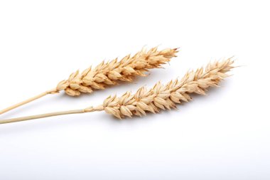 Beyaz arka plan üzerinde izole tahıl bitkiler 