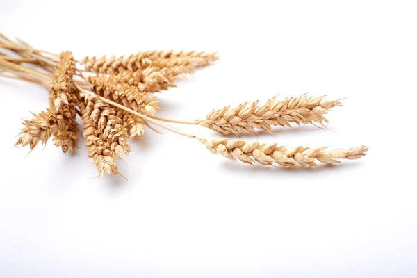 Plantas Cereales Aisladas Sobre Fondo Blanco —  Fotos de Stock