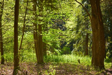 güzel yaz orman güneşli gün görünümü 
