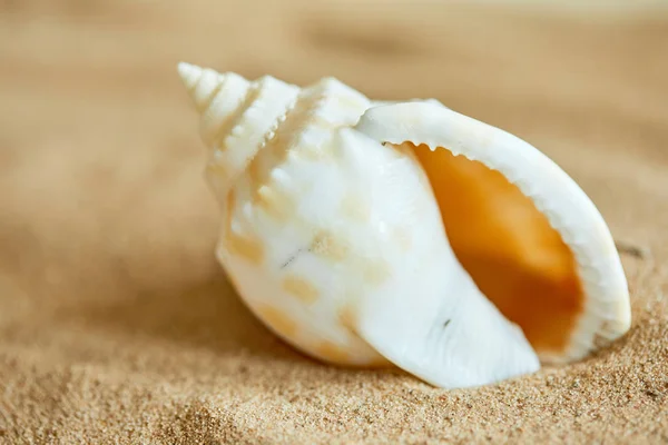 Parel in open shell op strand — Stockfoto