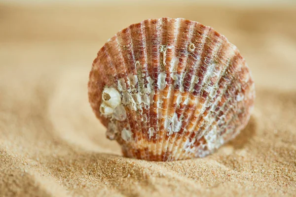 Parel in open shell op strand — Stockfoto