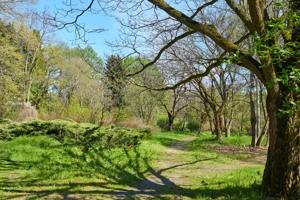 Vista Del Hermoso Bosque Verano Día Soleado — Foto de Stock