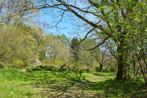 Vista Del Hermoso Bosque Verano Día Soleado — Foto de Stock