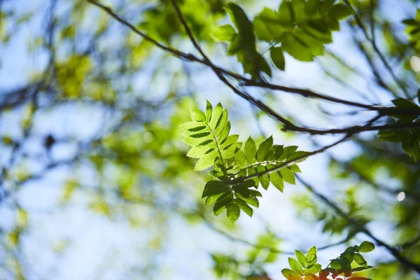 Vista Los Brunches Árboles Con Hojas Verdes Día Soleado — Foto de Stock