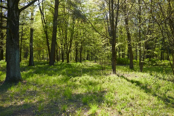 Vista Bela Floresta Verão Dia Ensolarado — Fotografia de Stock