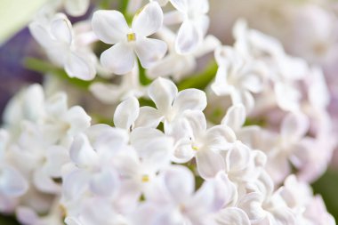Beyaz güzel Eflatun çiçekler, yakın çekim