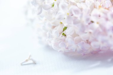 Beyaz güzel Eflatun çiçekler, yakın çekim