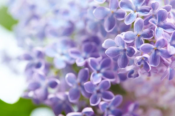 Purple Nice Lilac Flowers Close — Stock Photo, Image