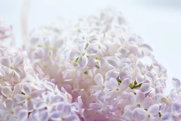 Bílé Pěkné Lila Květy Detail — Stock fotografie