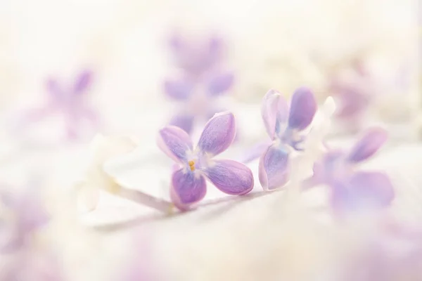 Púrpura Bonitas Flores Lila Primer Plano —  Fotos de Stock