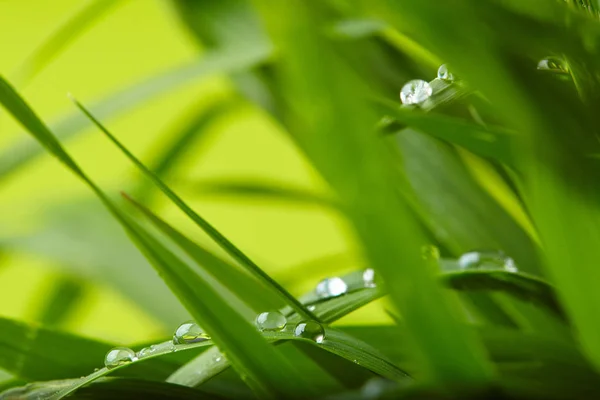 Wassertropfen Auf Grünem Gras Nahaufnahme — Stockfoto