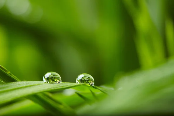 Gotas Agua Sobre Hierba Verde Primer Plano —  Fotos de Stock