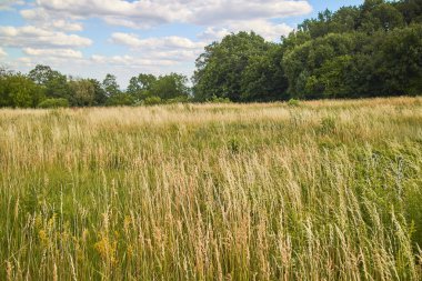 ağaçlar ve gökyüzü tarım peyzaj görüntüleyin 