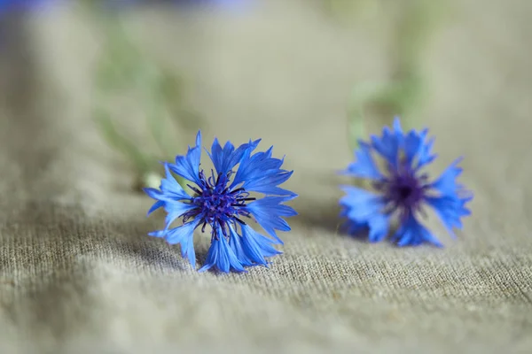 Hermosas Flores Azules Acianos Primer Plano —  Fotos de Stock