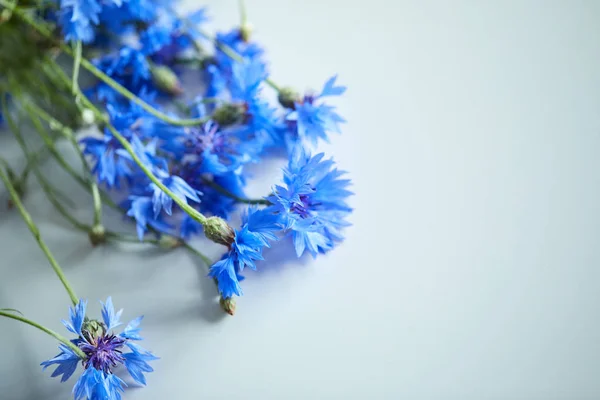 Hermosas Flores Azules Acianos Primer Plano — Foto de Stock