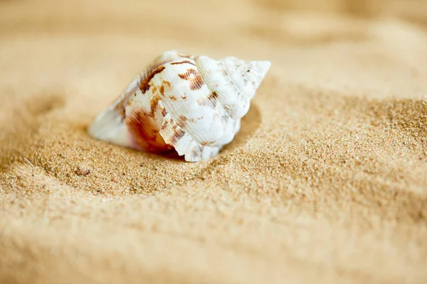 Perla in guscio aperto sulla spiaggia — Foto Stock